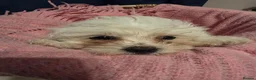 Maltese dogs for sale: Maltese  - Advert 4