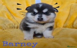 Pomsky dogs for sale: Stunning Pomsky Puppies  - Image 2