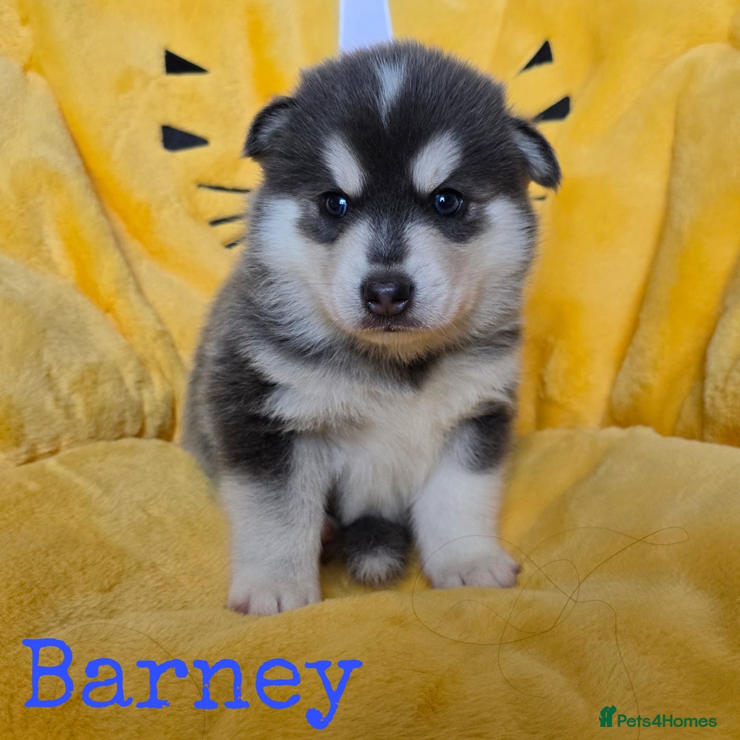 Pomsky dogs for sale: Stunning Pomsky Puppies  - Image 2