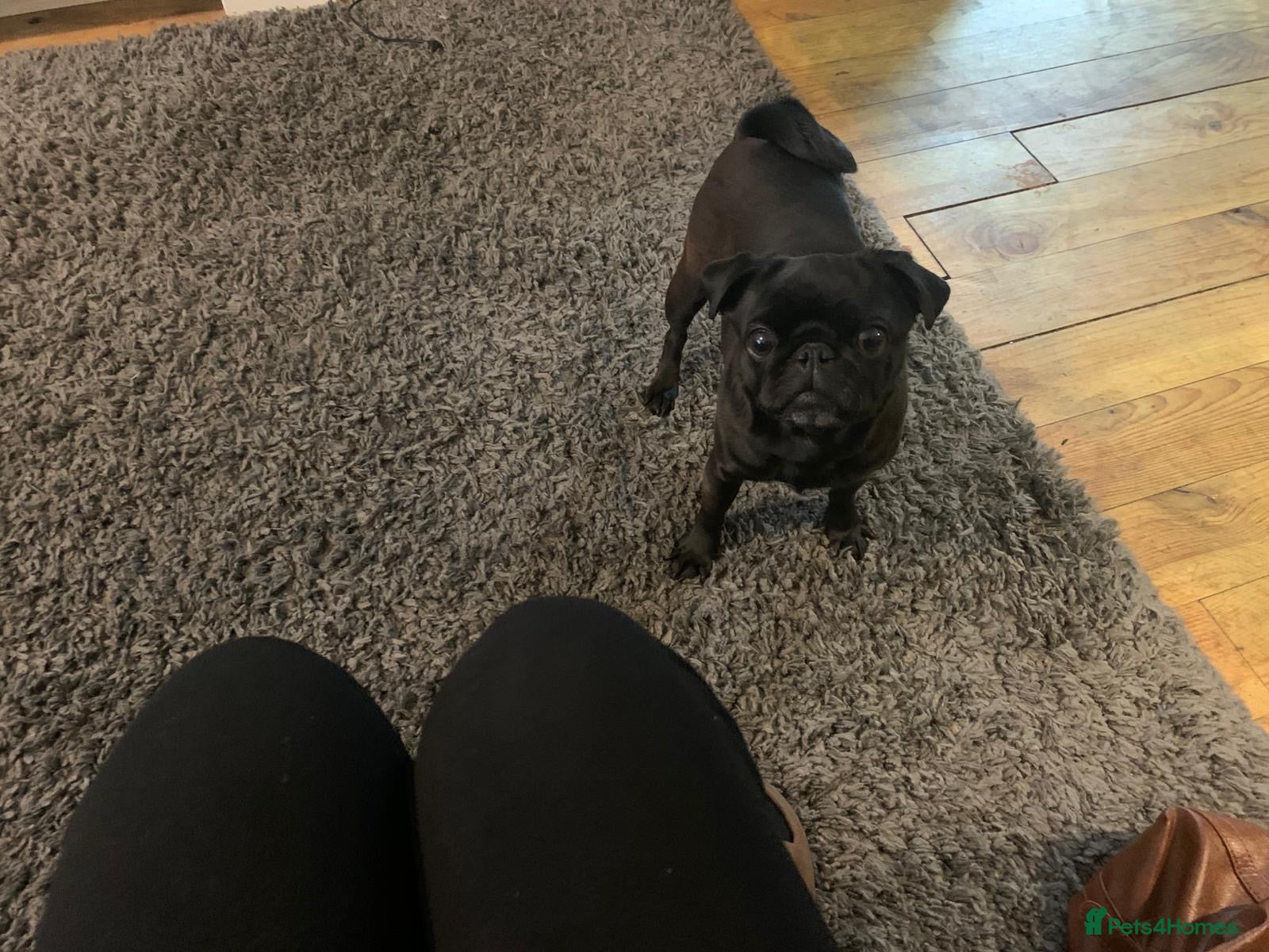 Pug dogs female kc registered bitch  - Advert 2