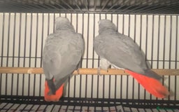 Parrots birds for sale: Semi tame and talking baby African greys for sale - Image 6