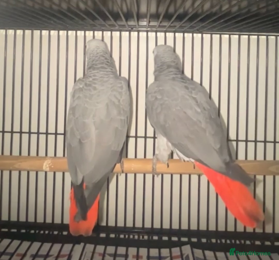 Parrots birds for sale: Semi tame and talking baby African greys for sale - Image 6