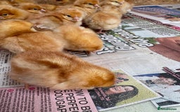 Chickens poultry for sale: Boven browns - Image 2