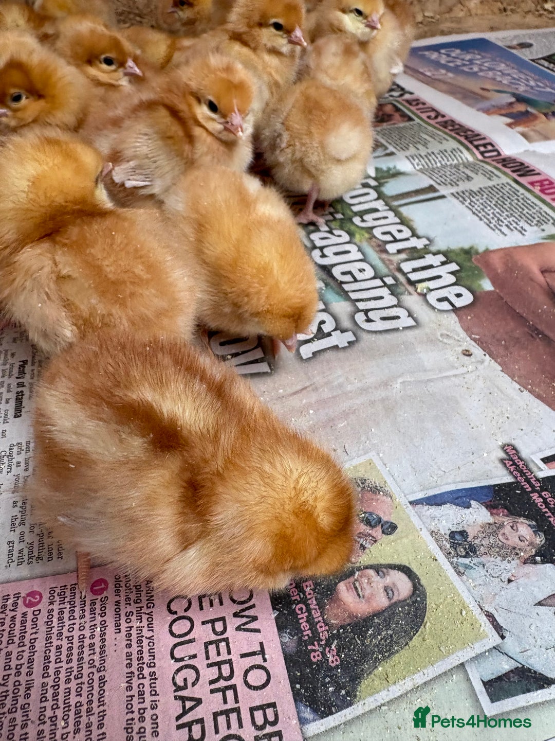 Chickens poultry for sale: Boven browns - Image 2