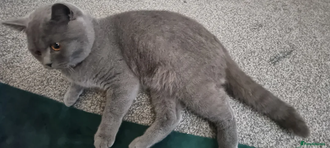 British Shorthair cats for sale: British Short Hair kitten  - Advert 2