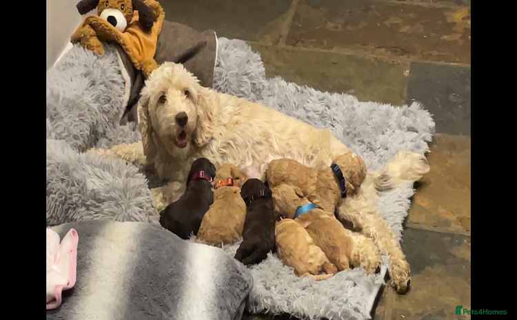 Cockapoo dogs - Advert 1