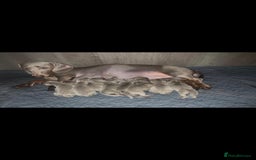 Dachshund dogs for sale: Lilac minuture dashound puppies - Image 9