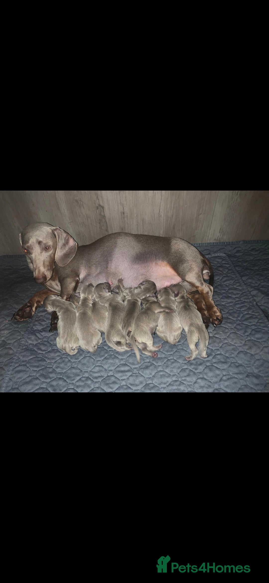 Dachshund dogs for sale: Lilac minuture dashound puppies - Image 9