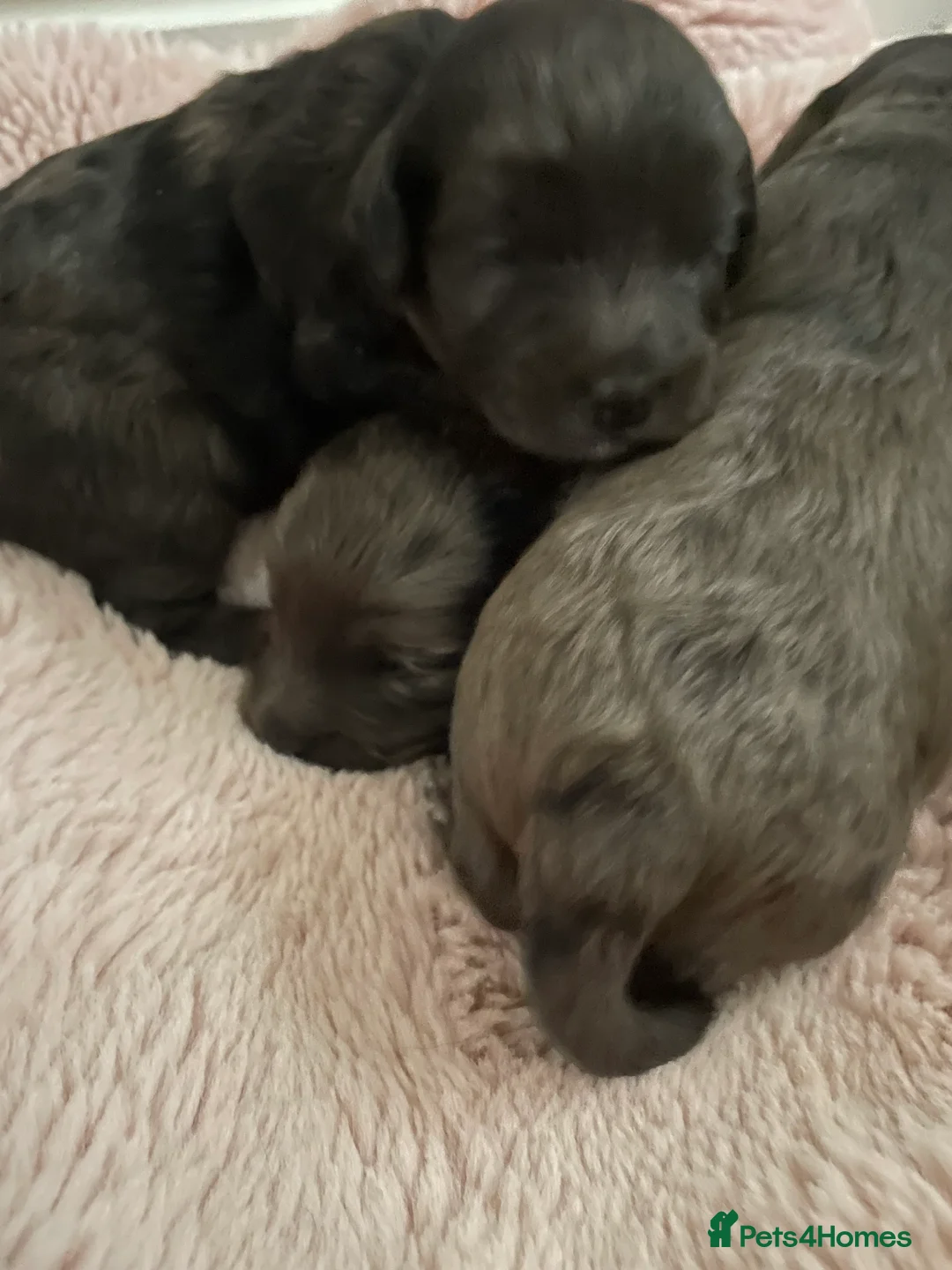 Cockapoo dogs for sale: 4 Toy cocker poos  - Advert 6