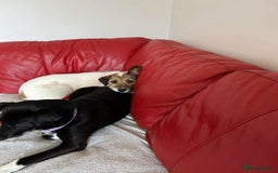 Mixed Breed dogs for adoption: Zori - Badersfield Norfolk  - Image 18