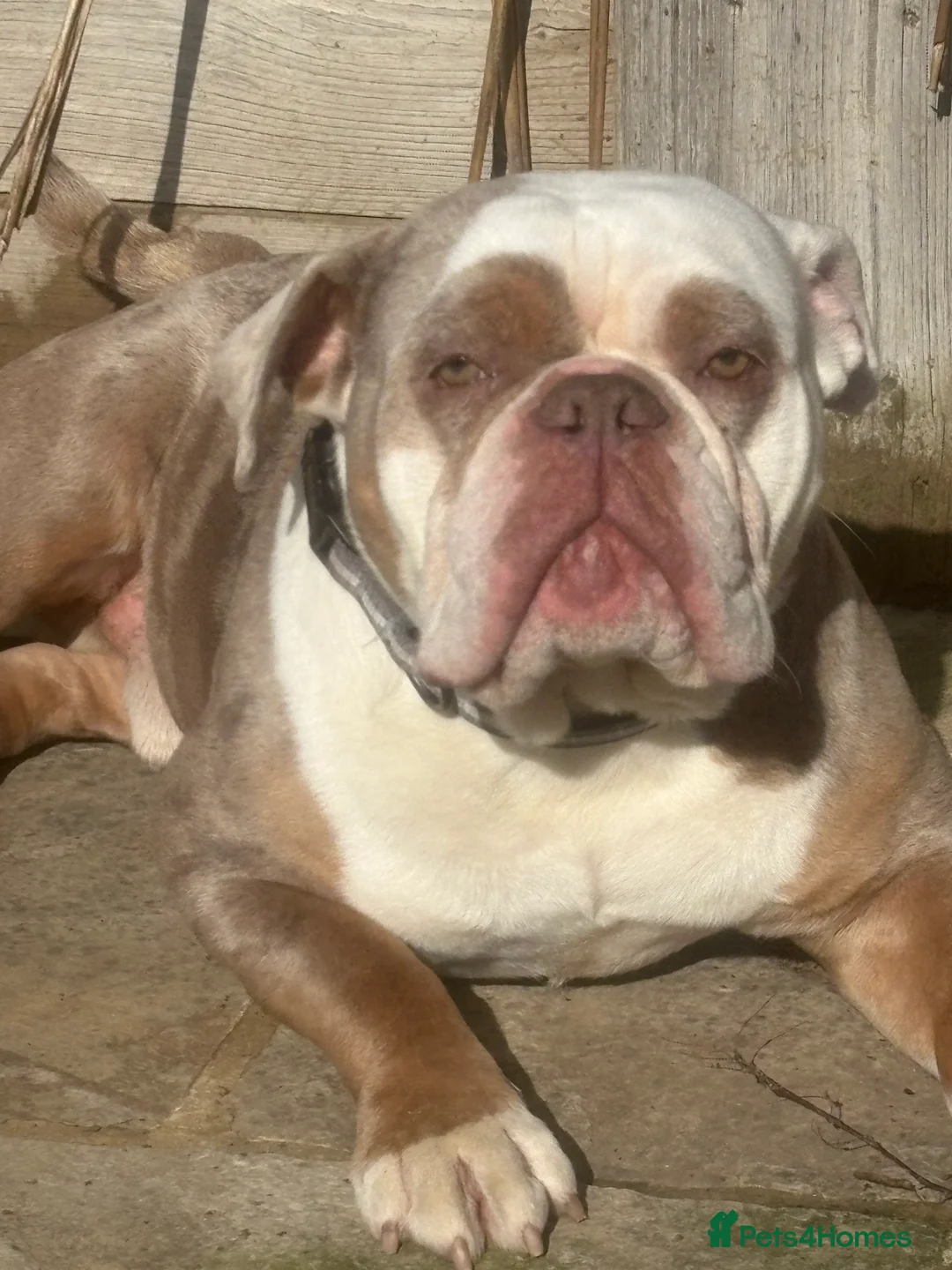 Olde English Bulldogge dogs for sale: 1 year old old English bulldog  Max  in Orpington - Advert 5