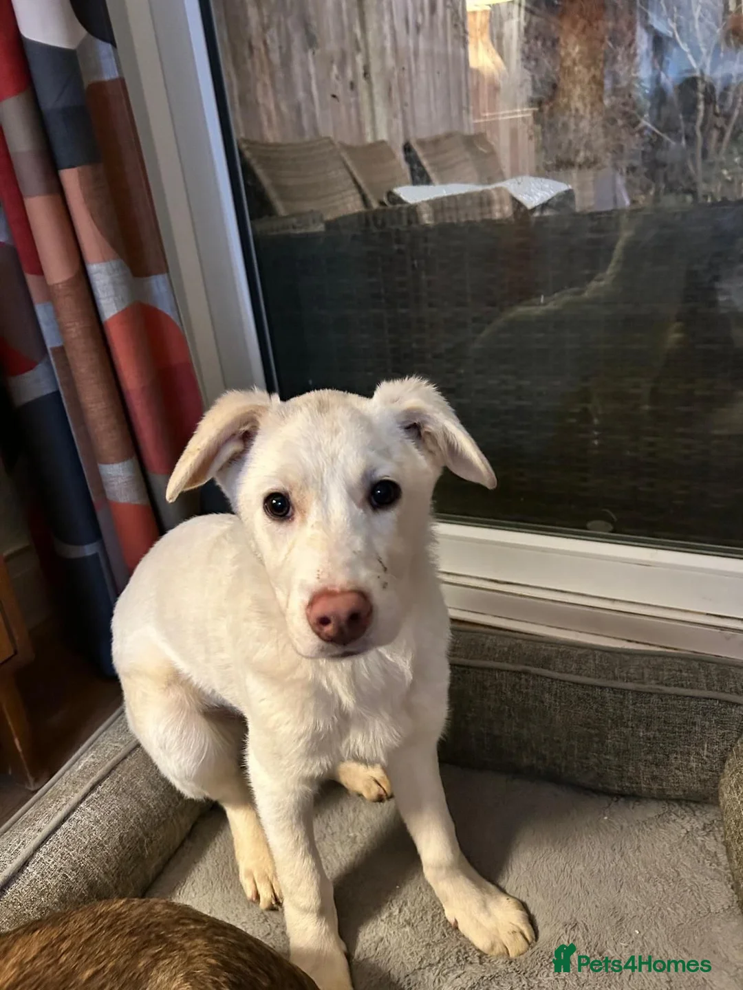 Mixed Breed dogs for adoption: Daisy 🌼  - Advert 4