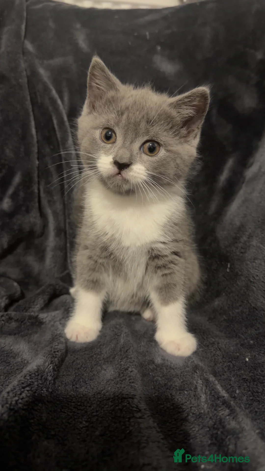 Mixed Breed cats for sale: Persian blue Russian & Tabby - Advert 37