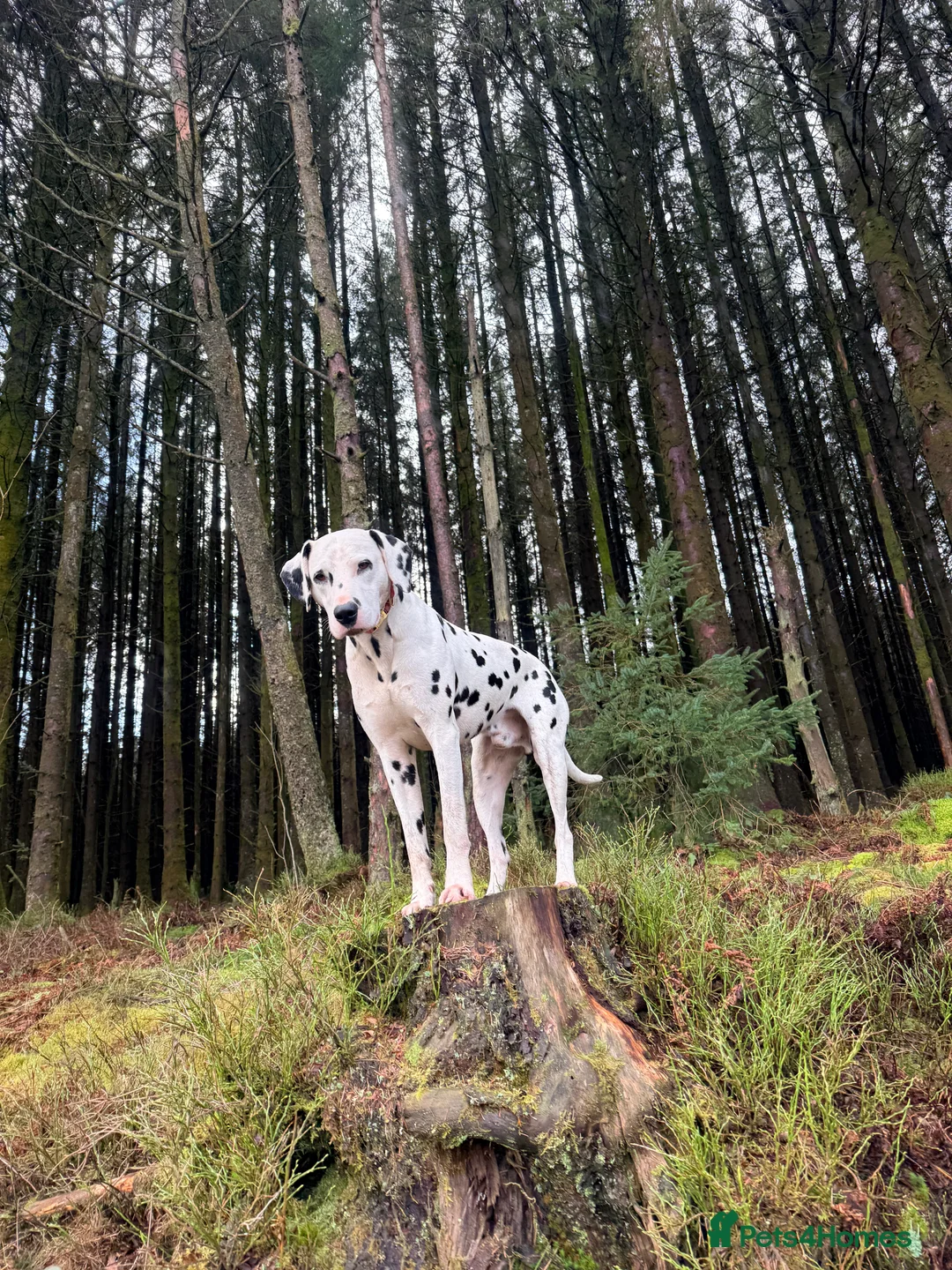 Dalmatian dogs for stud: Outstanding, health tested KC reg male| proven - Advert 2