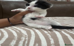 British Shorthair cats for sale: British Shorthair Kittens – Black & White & Beige - Image 19