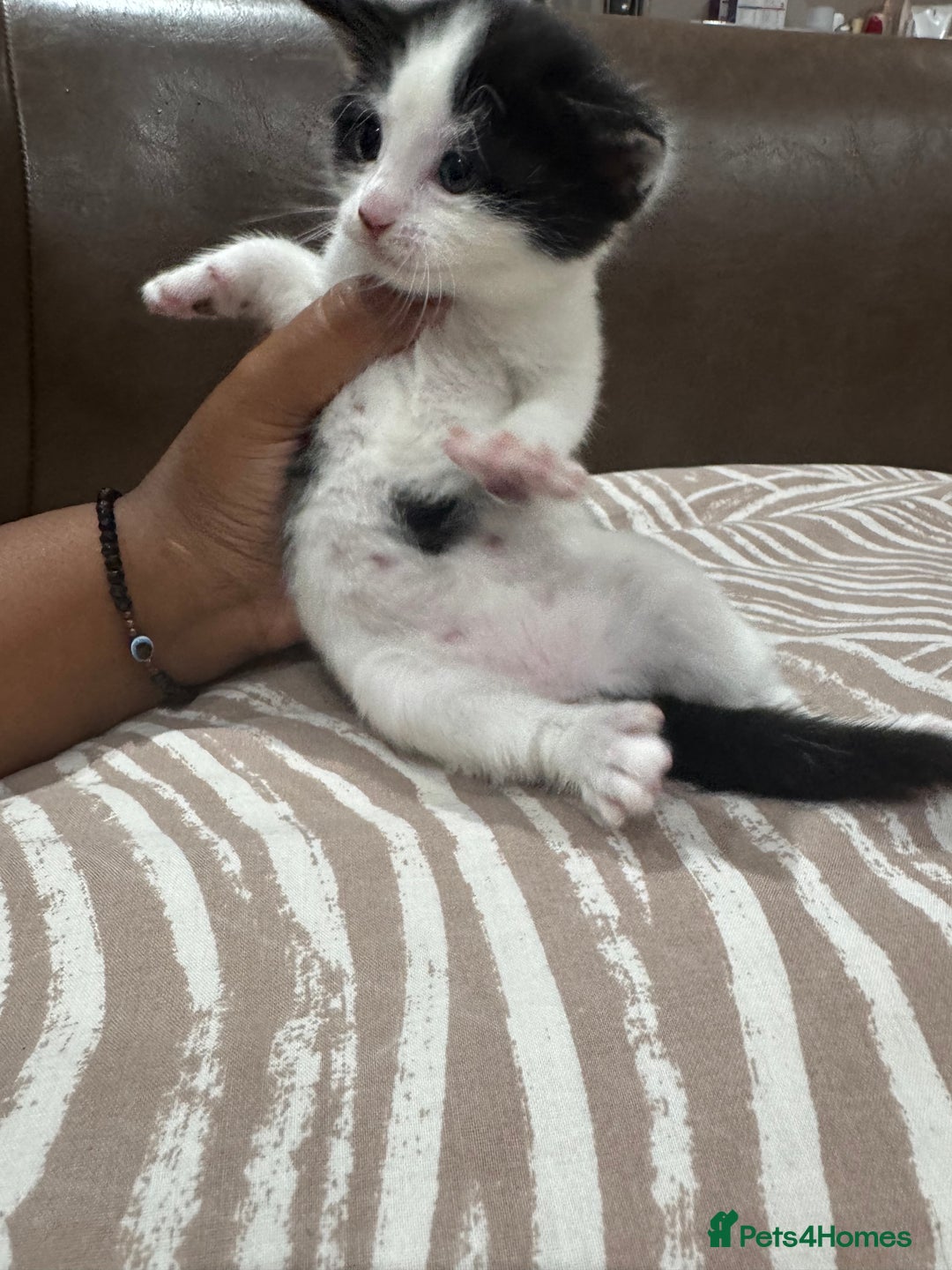 British Shorthair cats for sale: British Shorthair Kittens – Black & White & Beige - Image 19