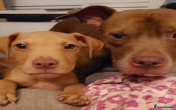 American Bull Staffy dogs for sale: Last 2 baby boys needing their forever home - Image 1