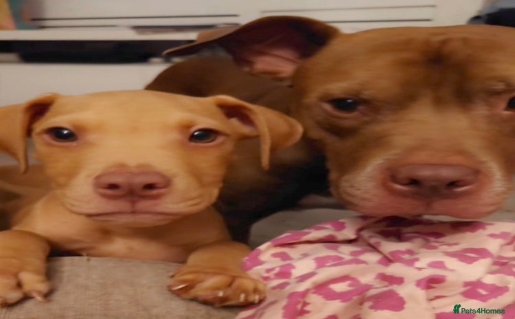 American Bull Staffy dogs - Advert 1