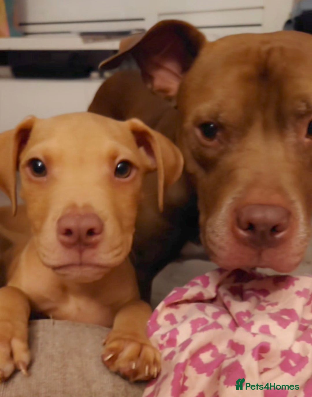 American Bull Staffy dogs for sale: Last 2 baby boys needing their forever home - Image 1