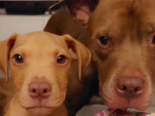 American Bull Staffy dogs - Advert 11