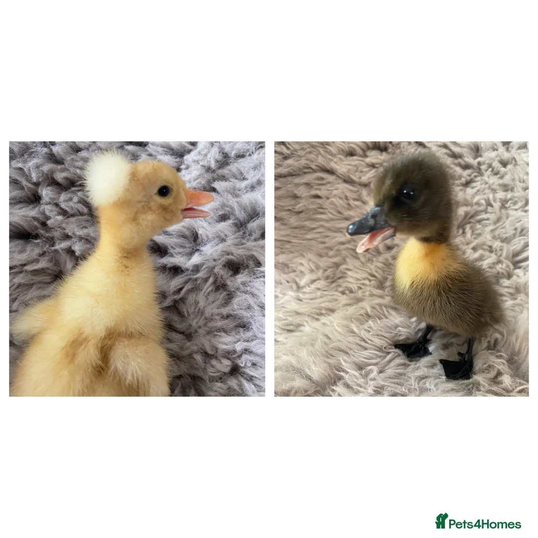 Ducks poultry for sale: 2 ducklings white crested and Cayuga x crested  - Advert 2