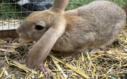 Mini Lion Lop rabbits for sale: Mixed breeds of rabbits - Image 10