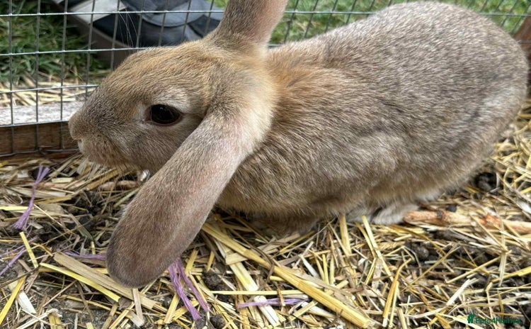 Mini Lion Lop rabbits - Advert 15
