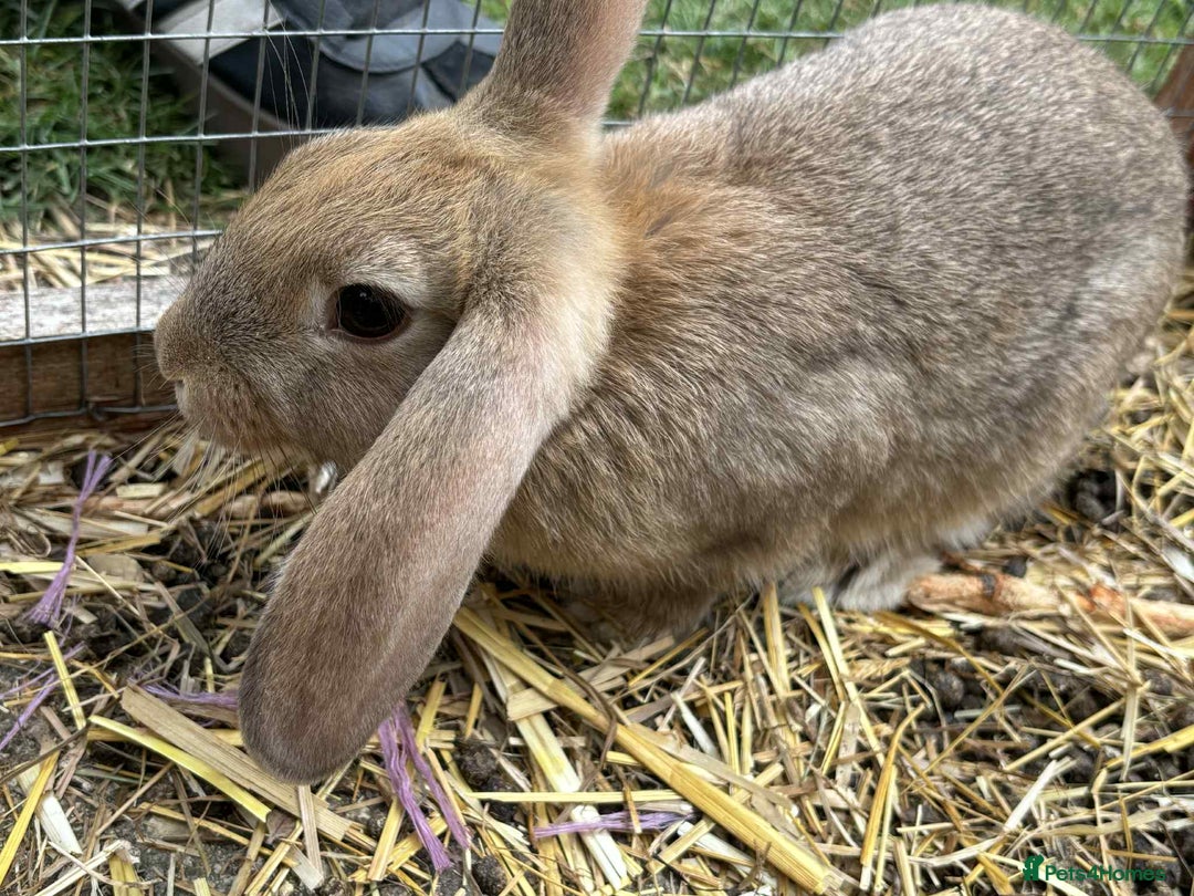 Mini Lion Lop rabbits for sale: Mixed breeds of rabbits - Image 10