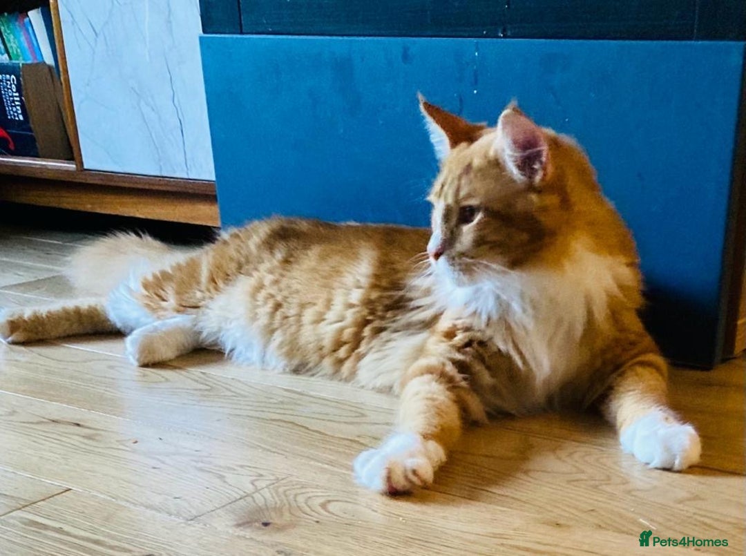 Maine Coon cats for sale: Ginger Maine coon - Image 5