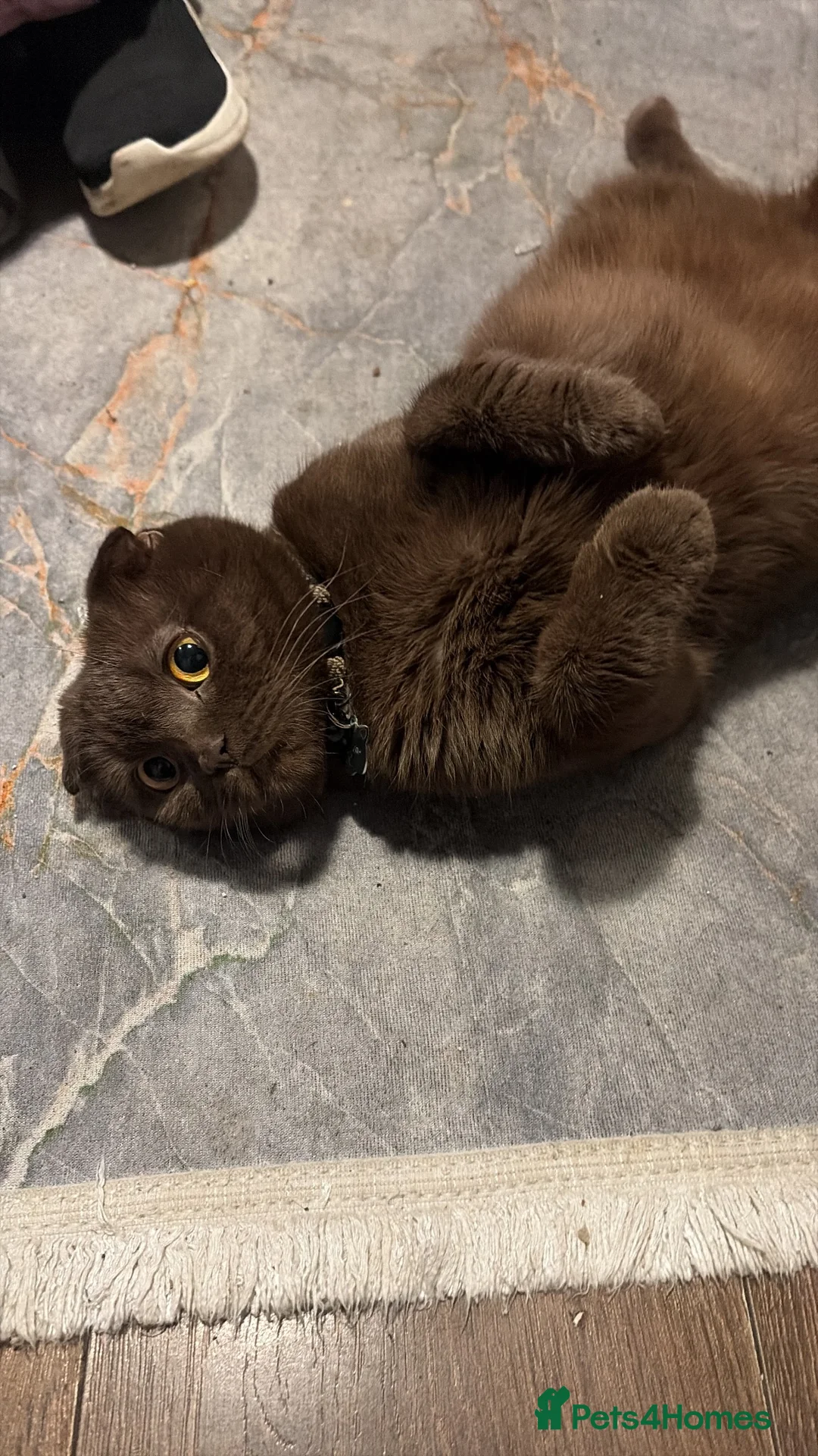 Scottish Fold cats for sale: Coco Chanel  - Advert 4