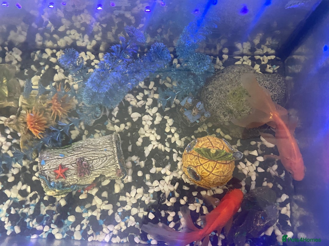 Goldfish fish for sale: Variety of fish and tank for sale in Cheltenham - Image 4