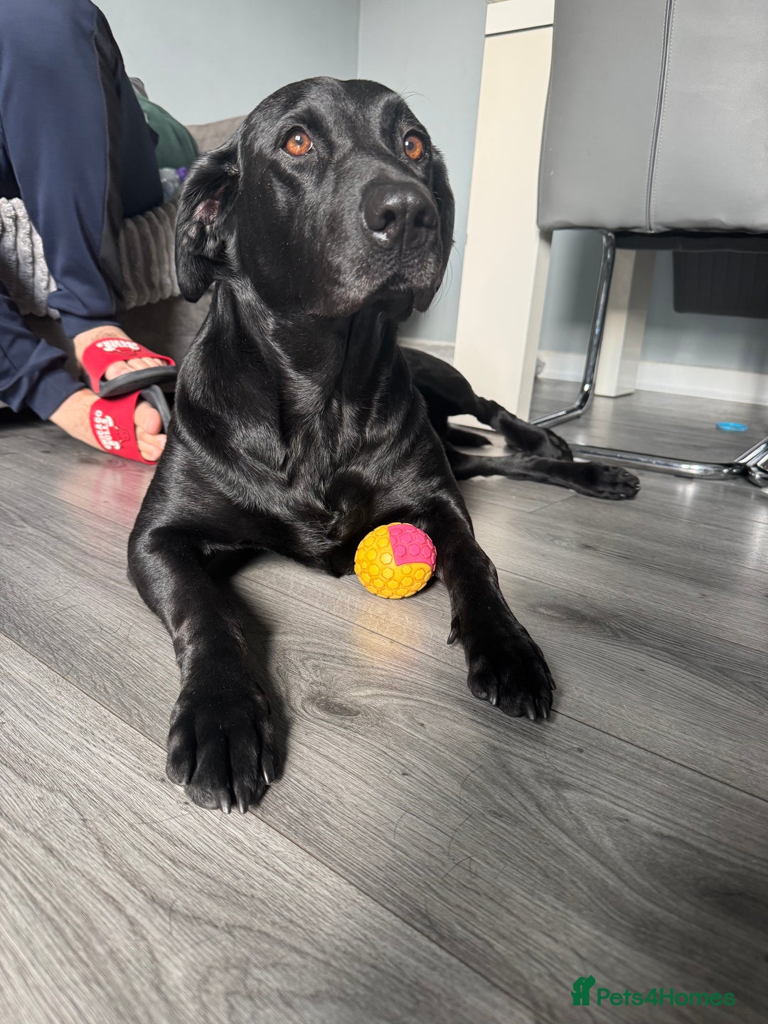 Labrador Retriever dogs for sale: LAST 3 LABRADOR PUPPIES AVAILABLE — READY NOW! - Advert 1