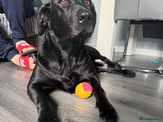 Labrador Retriever dogs LAST 3 LABRADOR PUPPIES AVAILABLE — READY NOW! - Advert 7