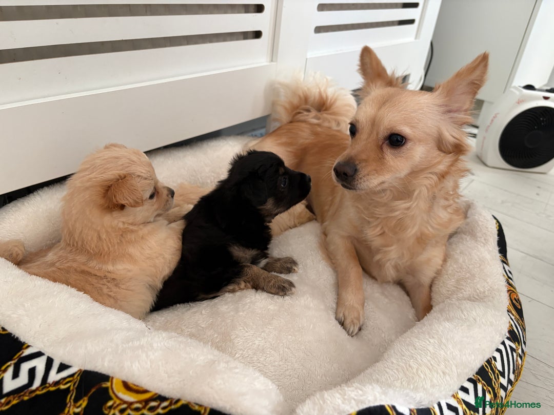 Mixed Breed dogs for sale: Italian volpino x deer head chihuahua puppies  - Advert 2