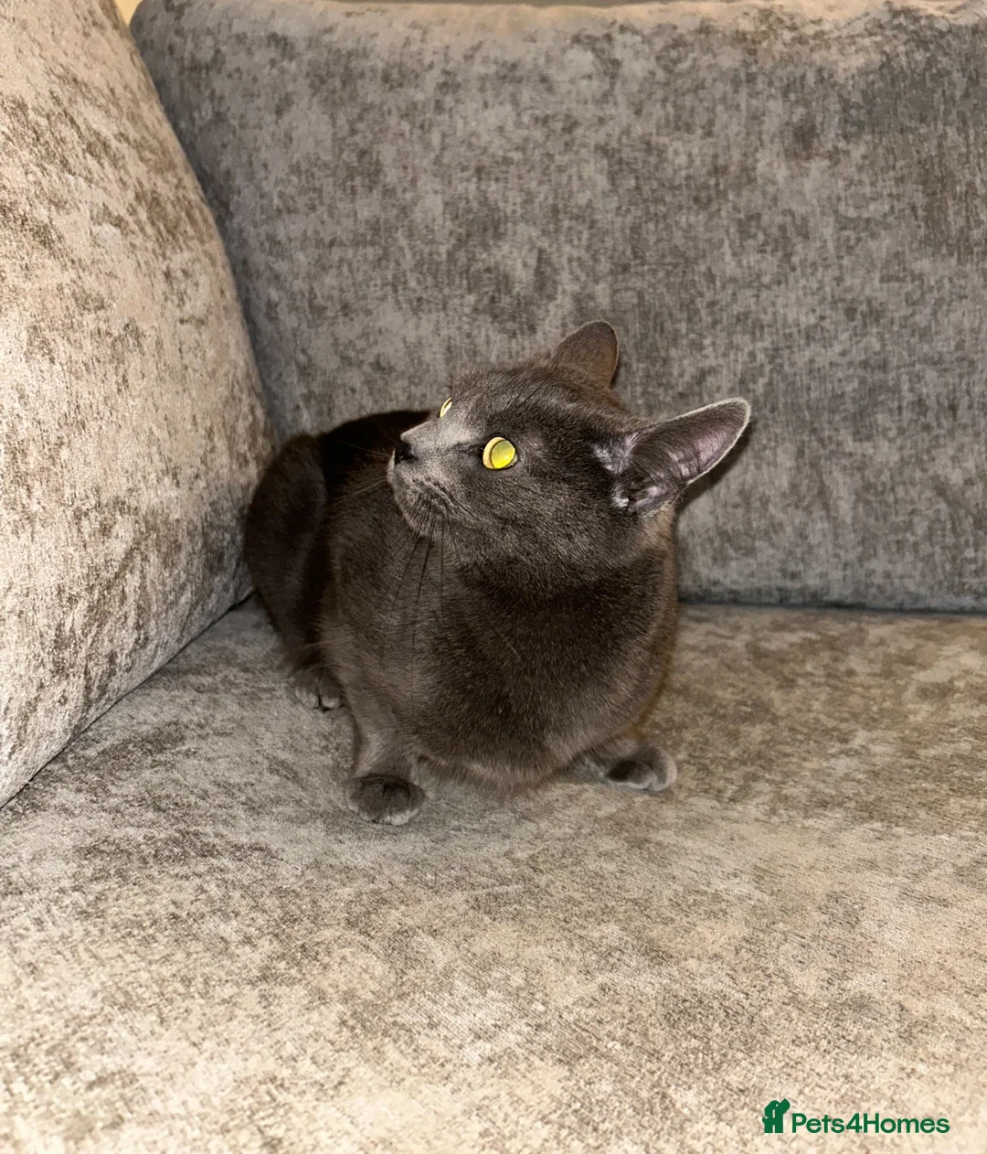 Mixed Breed cats for sale: Jenny - Advert 2