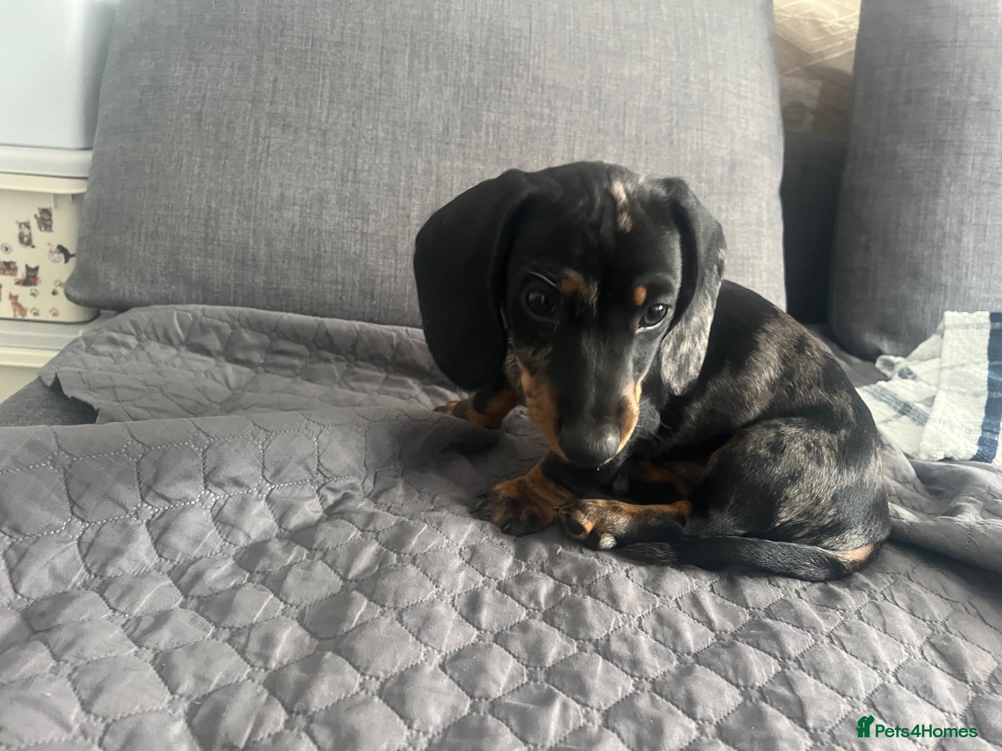 Dachshund dogs Dapple Dachshund - Advert 2