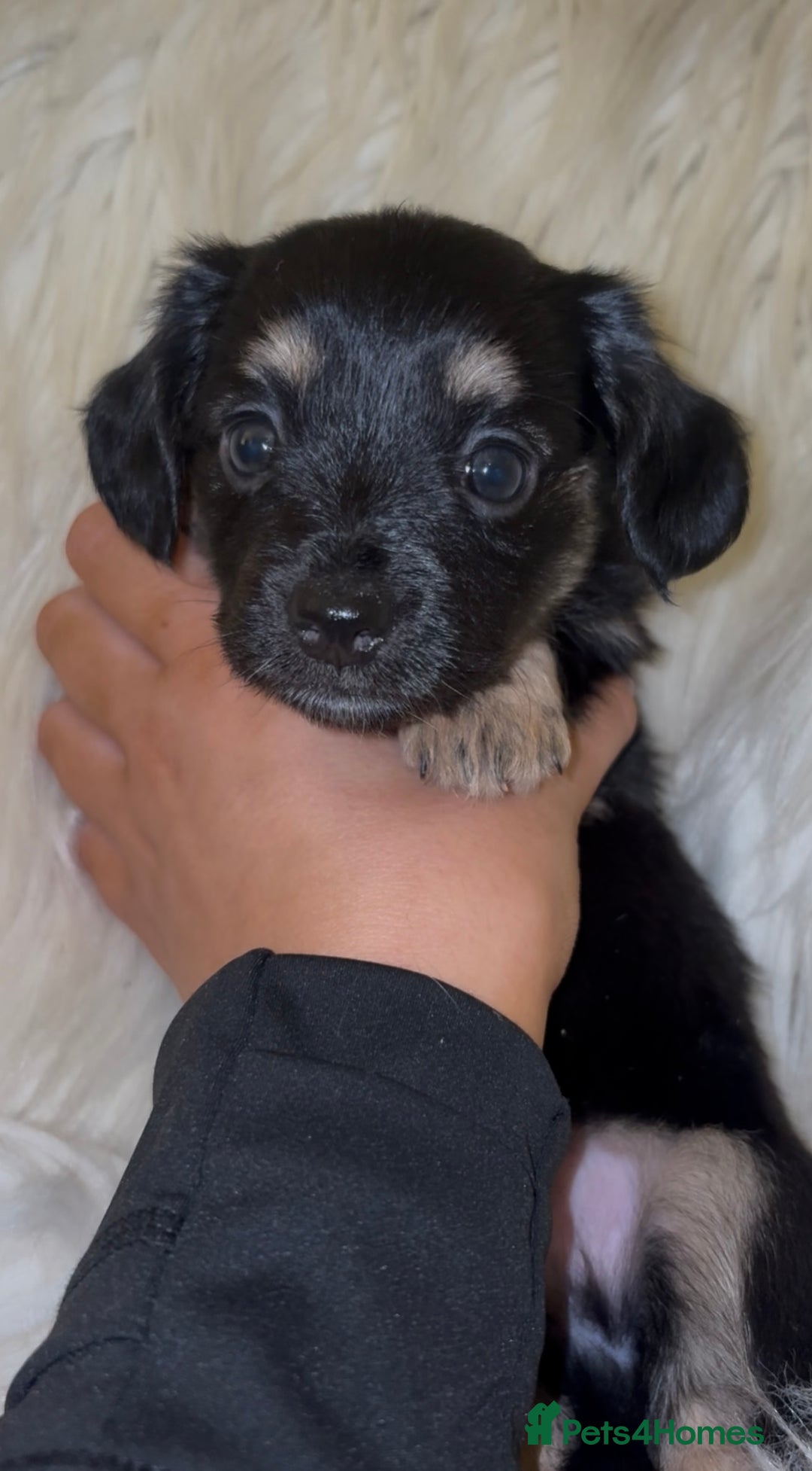 Chiweenie dogs for sale: Gorgeous Mini Dachshund X Puppies🐾 - Advert 27