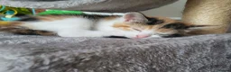 Mixed Breed cats for sale: Stunning bi-colour kittens in Ipswich - Advert 3