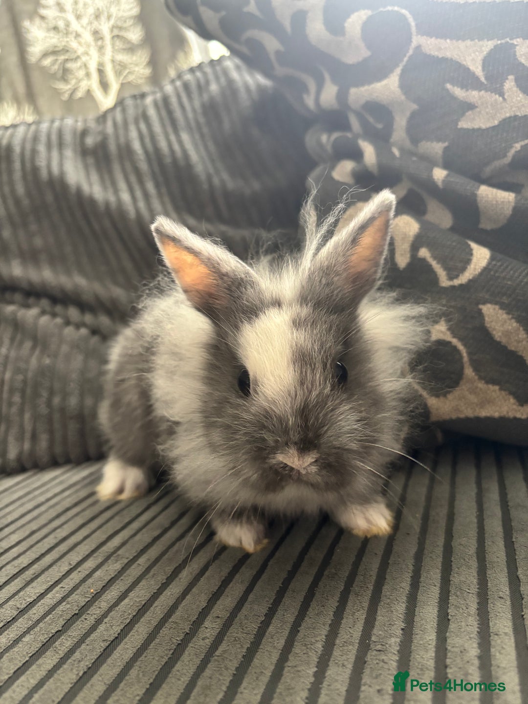 Lionhead rabbits for sale: 4 lionhead x Netherland dwarf mix breeds - Image 5