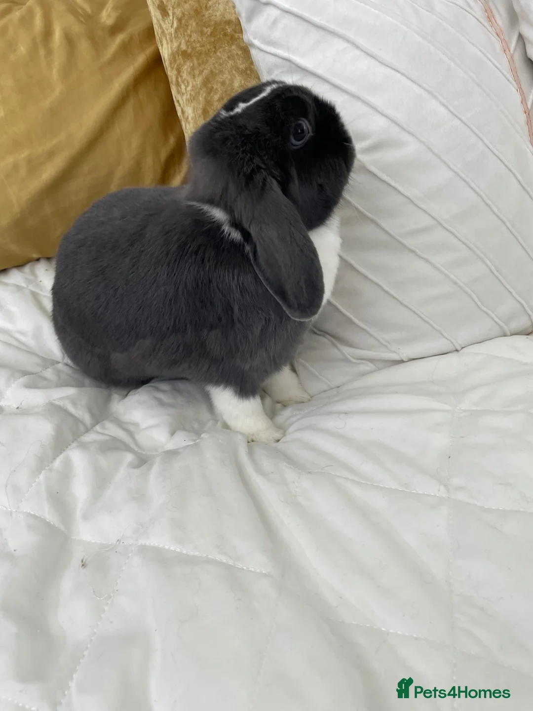 Mini Lop rabbits for sale: mini lop female  - Advert 5
