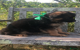 German Shepherd dogs for sale: Beautiful chunky long haired black, tan & red pups - Image 23