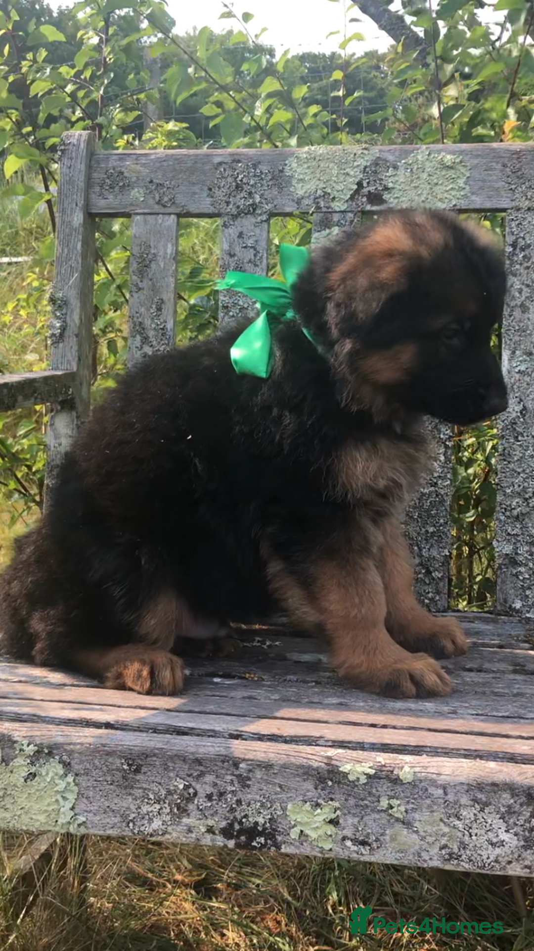 German Shepherd dogs for sale: Beautiful chunky long haired black, tan & red pups - Image 23