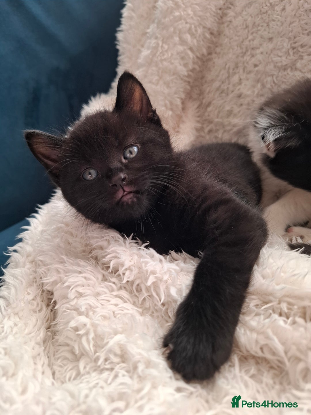 Mixed Breed cats for sale: Tabby/British short hair - Advert 30