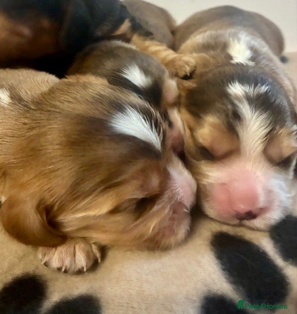 Cockalier dogs ✨ Beautiful Cockalier puppies ✨ - Advert 1