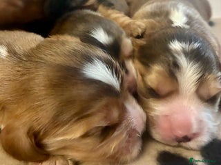 Cockalier dogs ✨ Beautiful Cockalier puppies ✨ - Advert 11