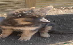 German Shepherd dogs for sale: Blue German Shepherds  - Image 4