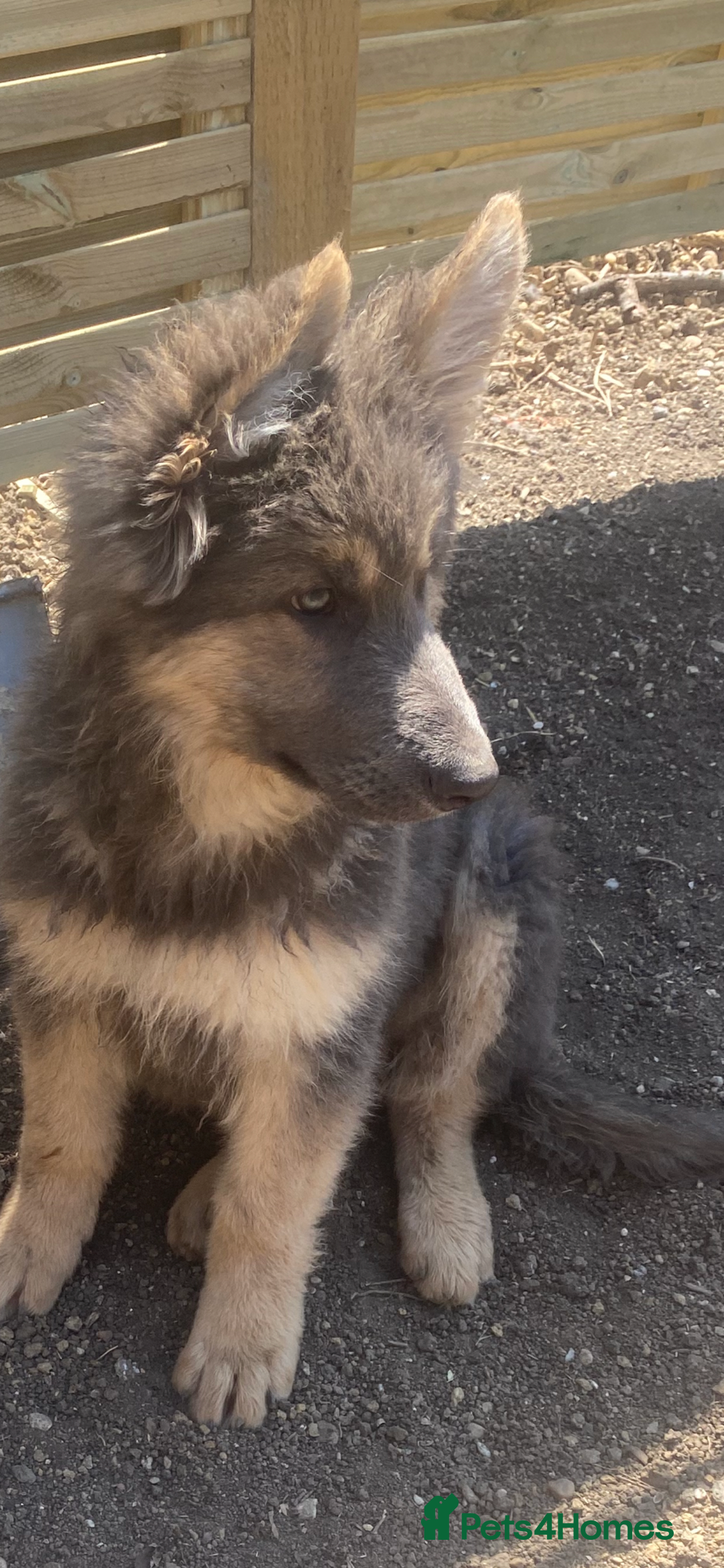 German Shepherd dogs for sale: Blue German Shepherds  - Image 4