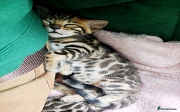 Bengal cats for sale: **✨ Lil Bengals Beautiful Pedigree Bengal Kittens✨ - Image 13