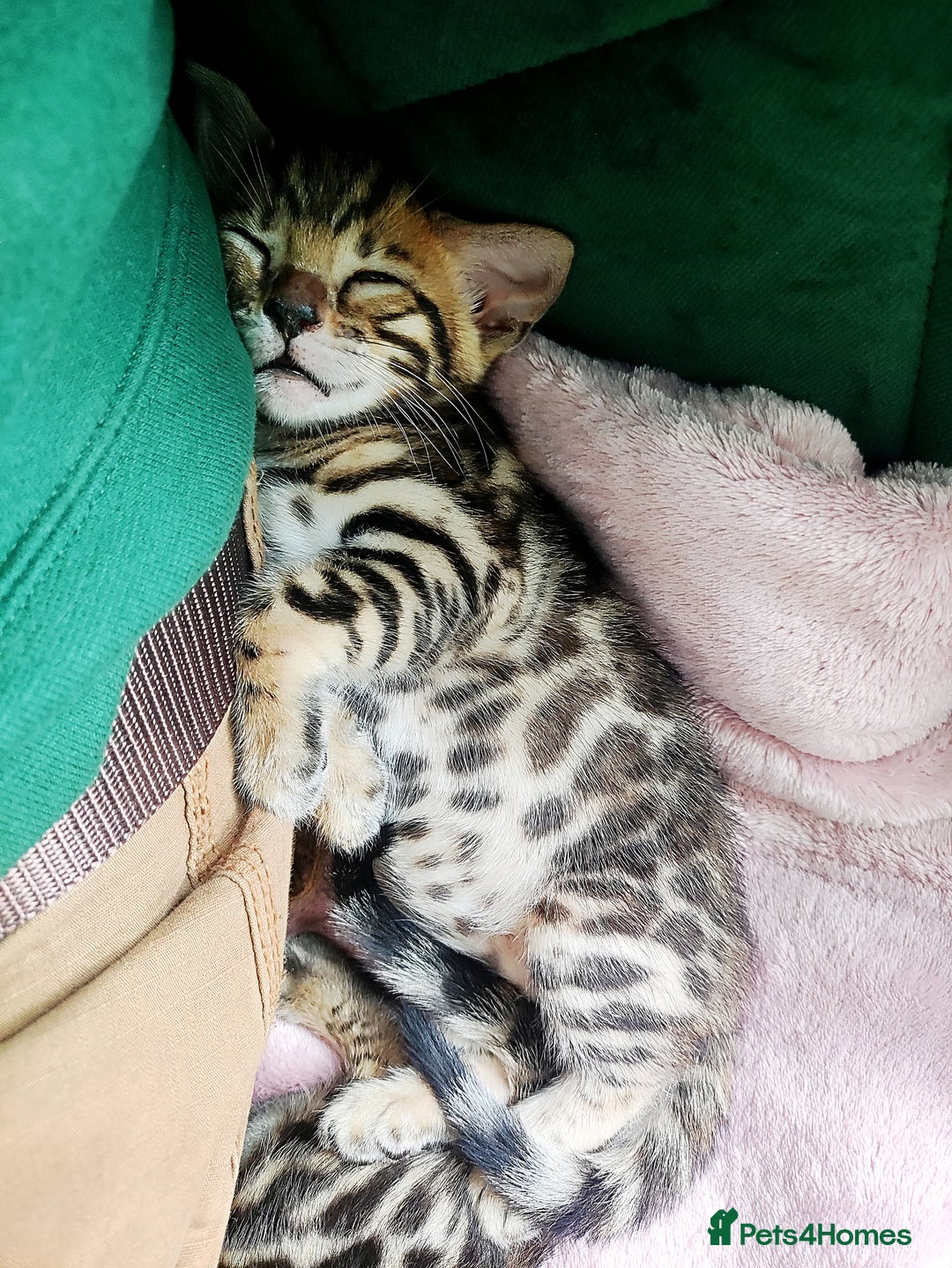 Bengal cats for sale: **✨ Lil Bengals Beautiful Pedigree Bengal Kittens✨ - Image 13