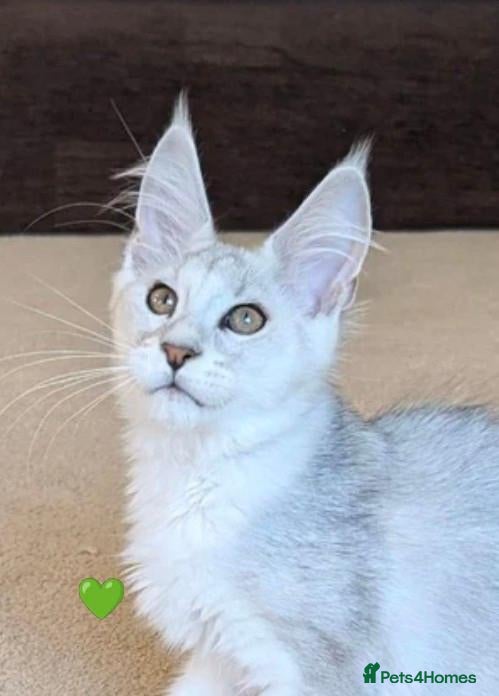 Maine Coon cats Ticked & Shaded Registered Kittens  - Advert 1